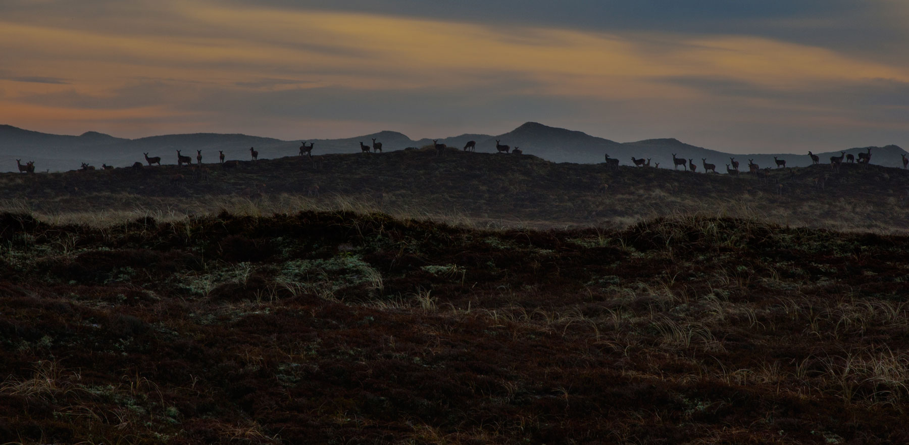 Nationalparkcenter Thy Kong Gulerod Reklamebureau ApS nationalparkcenter-thy