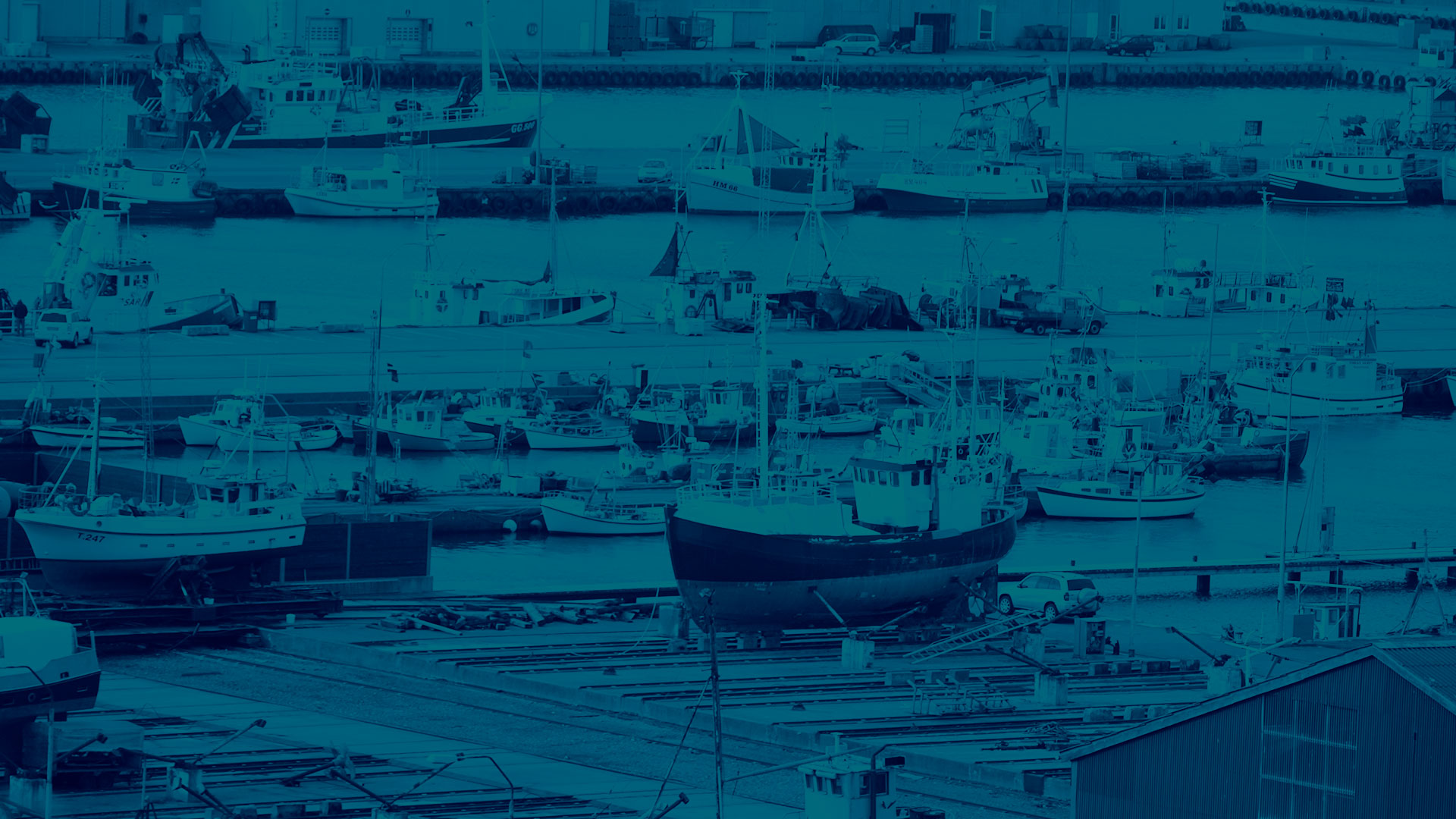 Hanstholm Fiskeauktion Kong Gulerod Reklamebureau ApS 