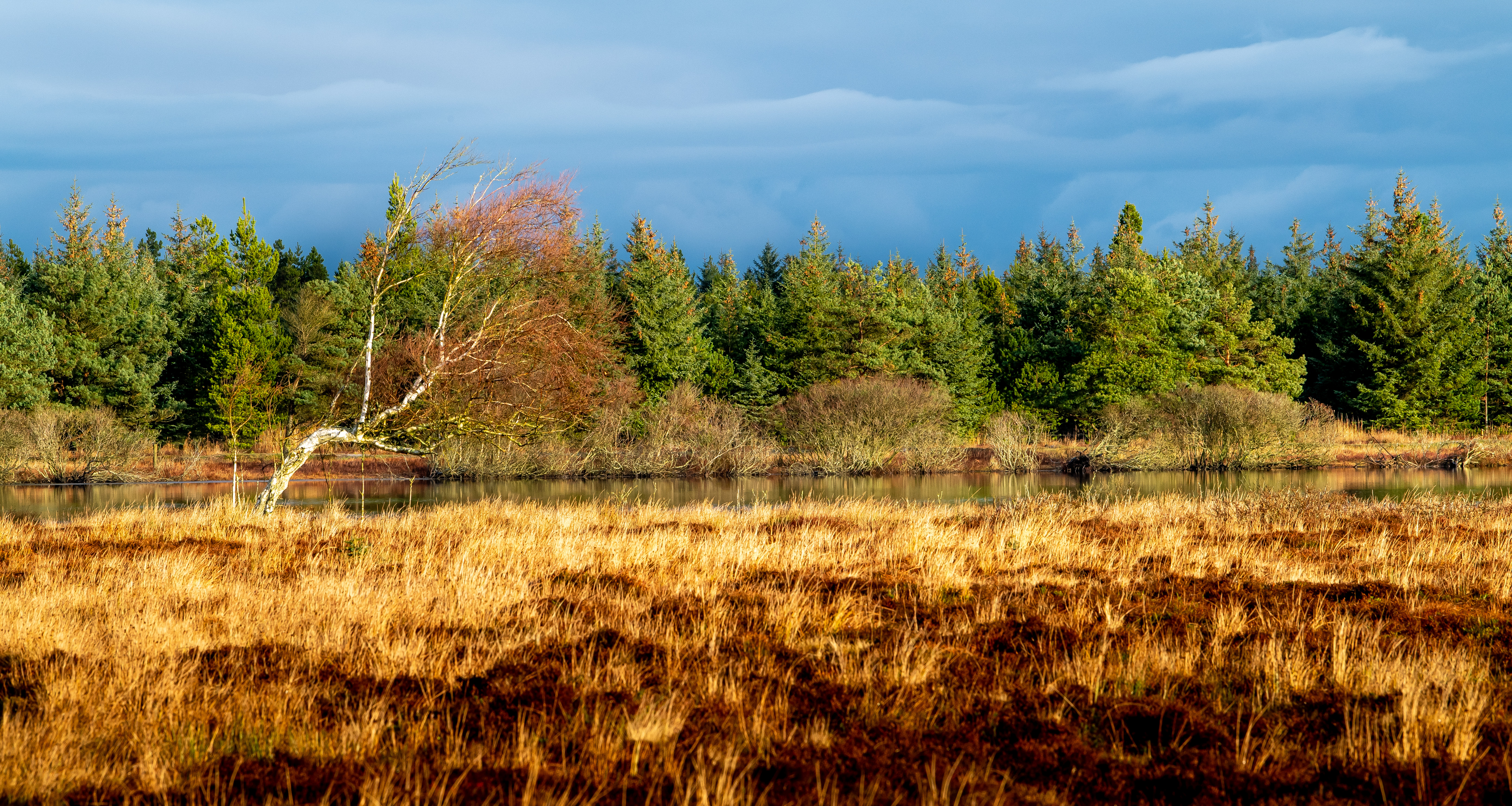 Holm & Lærke Kong Gulerod Reklamebureau ApS 